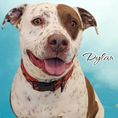 Dylan - PAWS, an adoptable Cattle Dog, Terrier in Las Cruces, NM, 88001 | Photo Image 1