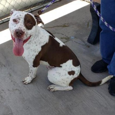 Dylan - PAWS, an adoptable Cattle Dog, Terrier in Las Cruces, NM, 88001 | Photo Image 2