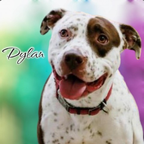 Dylan - PAWS, an adoptable Cattle Dog, Terrier in Las Cruces, NM, 88001 | Photo Image 2