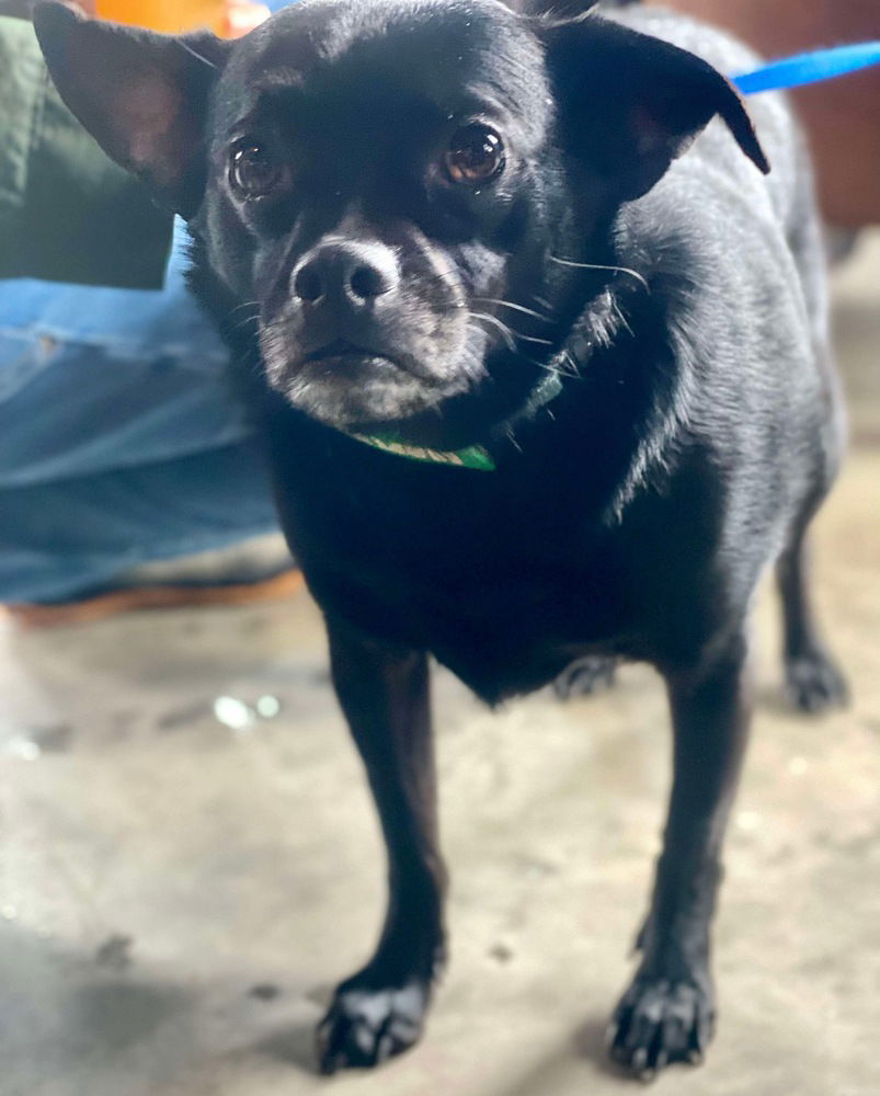 Link, an adoptable Pug, Terrier in Candler, NC, 28715 | Photo Image 1