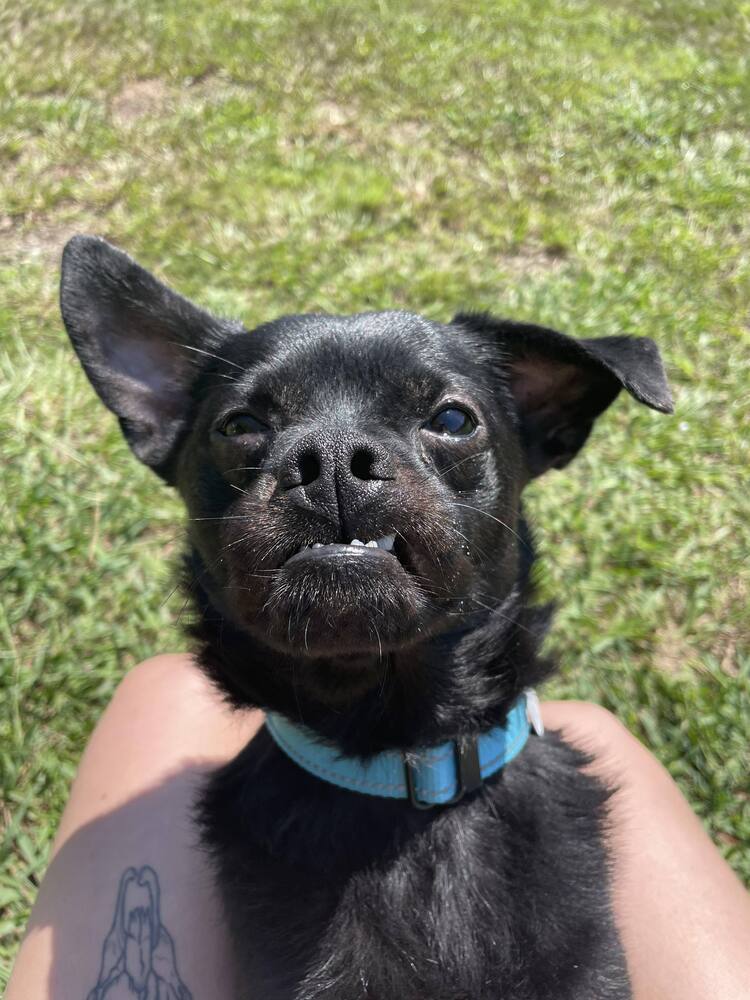 Link, an adoptable Pug, Terrier in Candler, NC, 28715 | Photo Image 2