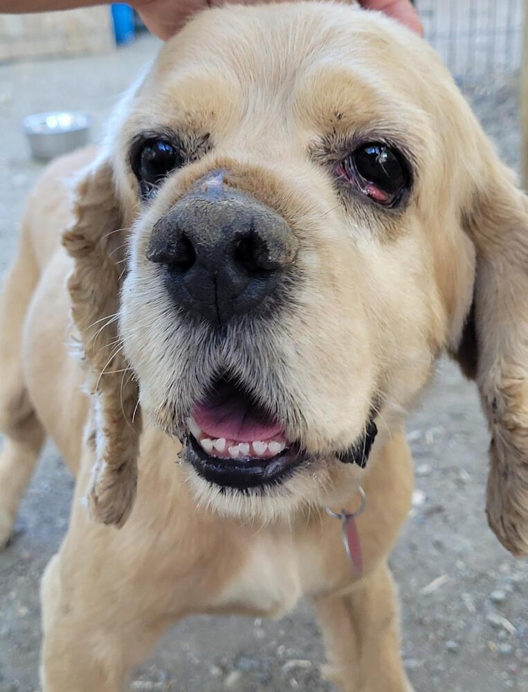 Noah, an adoptable Cocker Spaniel in Jamestown, CA, 95327 | Photo Image 1