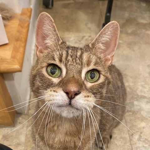 Sunny Song, an adoptable Domestic Short Hair in Boston, MA, 02135 | Photo Image 1