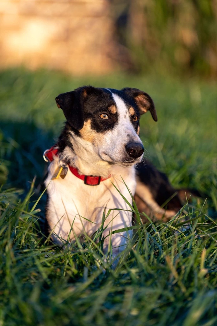 Orah , an adoptable Border Collie in Chestertown, MD_image-1