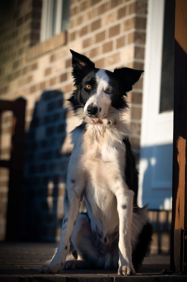 Casen , an adoptable Border Collie in Chestertown, MD_image-3
