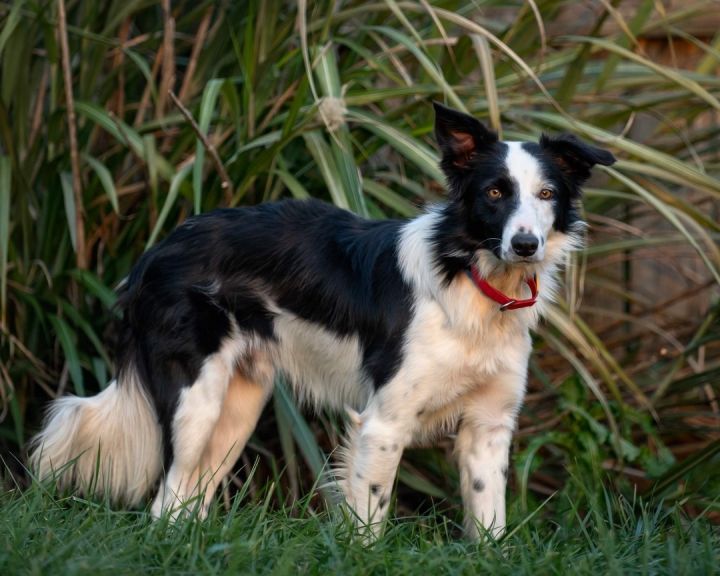 Casen , an adoptable Border Collie in Chestertown, MD_image-4