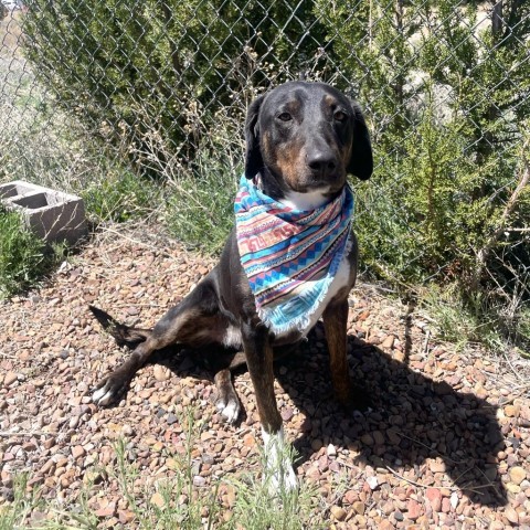 Loba, an adoptable Black Labrador Retriever, Mixed Breed in Show Low, AZ, 85901 | Photo Image 1