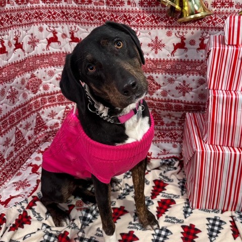 Loba, an adoptable Black Labrador Retriever, Mixed Breed in Show Low, AZ, 85901 | Photo Image 2