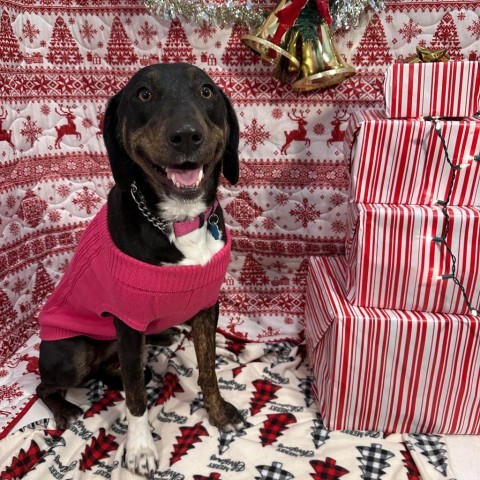 Loba, an adoptable Black Labrador Retriever, Mixed Breed in Show Low, AZ, 85901 | Photo Image 3