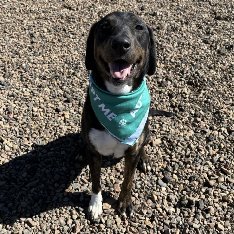 Loba, an adoptable Black Labrador Retriever, Mixed Breed in Show Low, AZ, 85901 | Photo Image 4