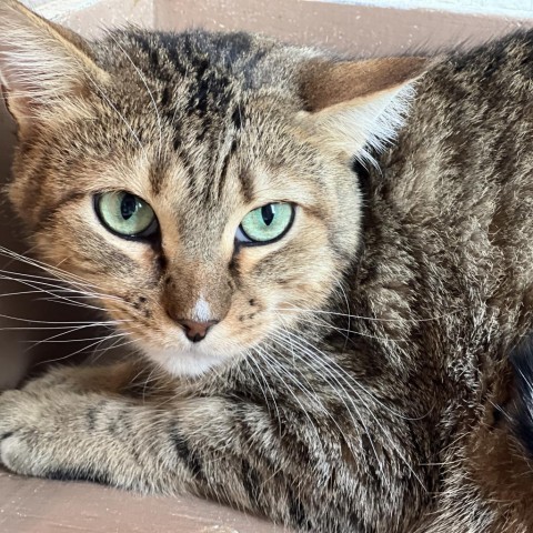 Bebo, an adoptable Domestic Short Hair in West Des Moines, IA, 50265 | Photo Image 1