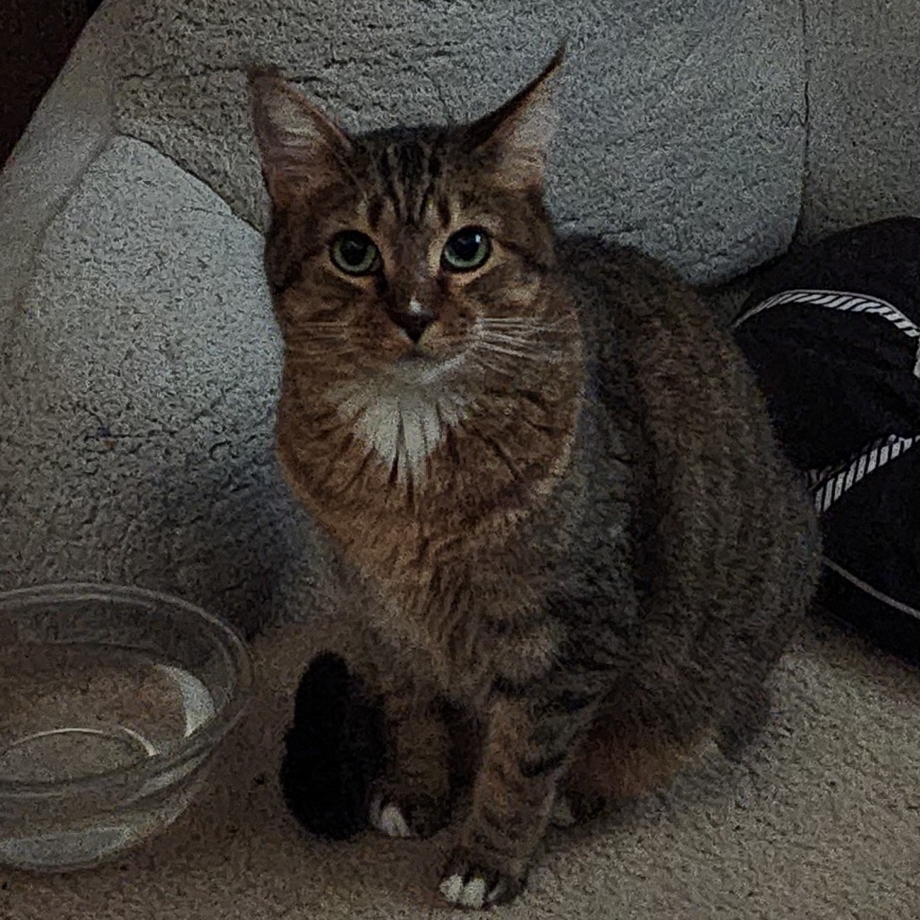 Bebo, an adoptable Domestic Short Hair in West Des Moines, IA, 50265 | Photo Image 1