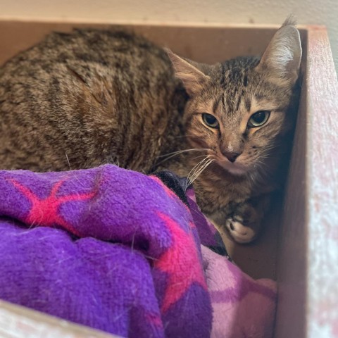 Bebo, an adoptable Domestic Short Hair in West Des Moines, IA, 50265 | Photo Image 3