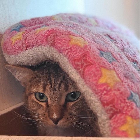 Bebo, an adoptable Domestic Short Hair in West Des Moines, IA, 50265 | Photo Image 5