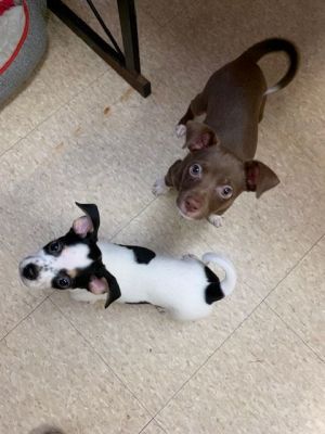 Fair oaks rat store terriers