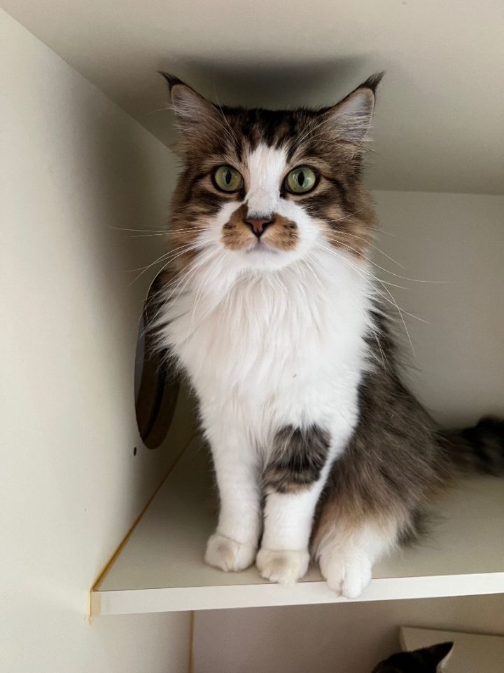 Titi, an adoptable Domestic Long Hair in Los Angeles, CA_image-1