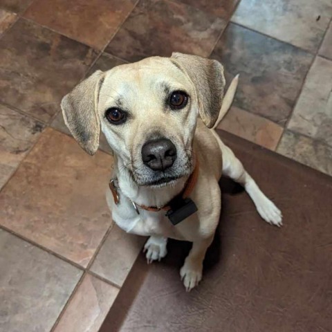 Jules, an adoptable Beagle, Labrador Retriever in Bend, OR, 97702 | Photo Image 1