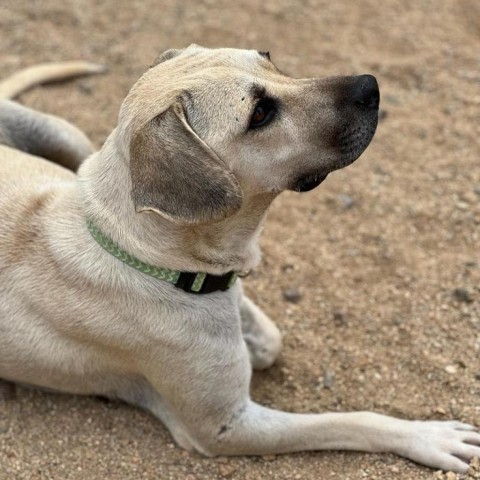 Jules, an adoptable Beagle, Labrador Retriever in Bend, OR, 97702 | Photo Image 4