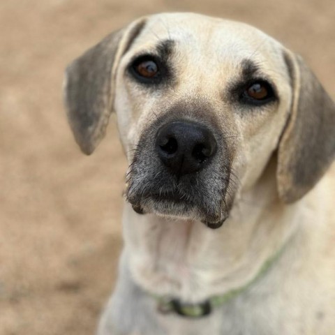 Jules, an adoptable Beagle, Labrador Retriever in Bend, OR, 97702 | Photo Image 5