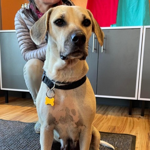 Jules, an adoptable Beagle, Labrador Retriever in Bend, OR, 97702 | Photo Image 6