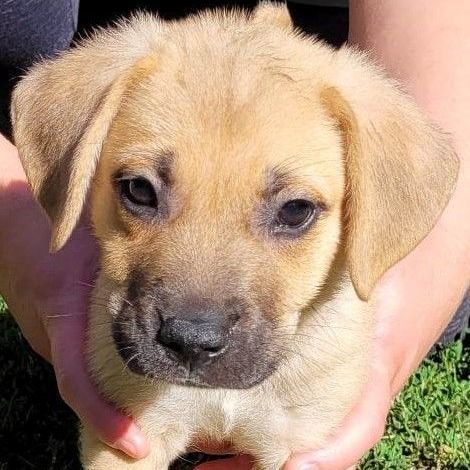 Hank, golden retriever - Dog Photo Contest