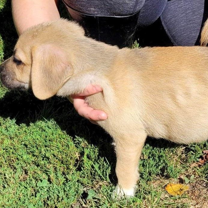 Hank, golden retriever - Dog Photo Contest