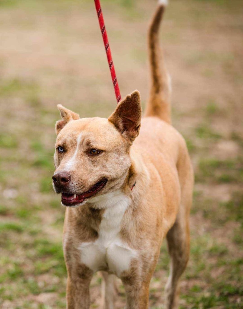 Selene, an adoptable Husky in Murphysboro, IL, 62966 | Photo Image 1