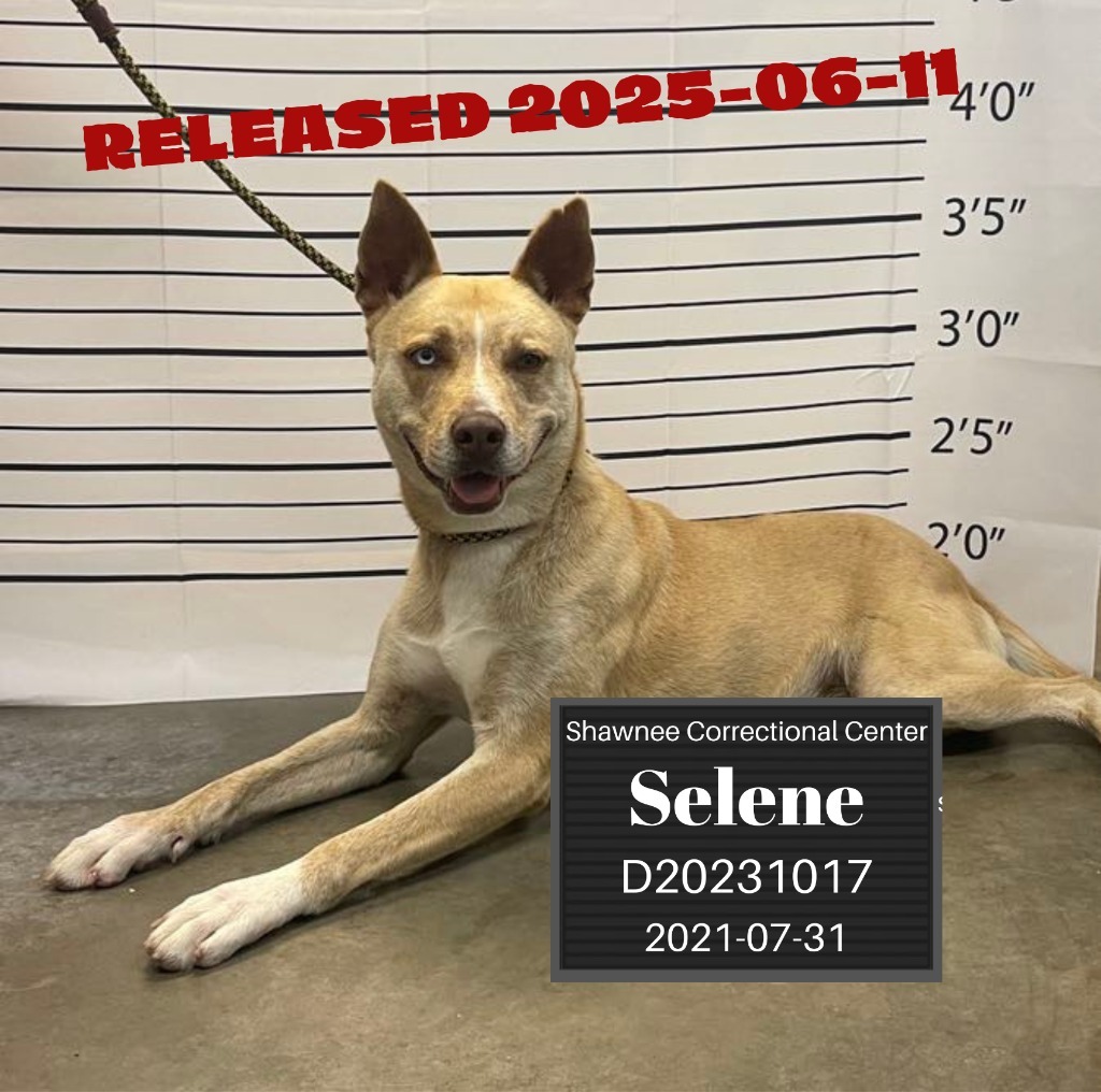 Selene, an adoptable Husky in Murphysboro, IL, 62966 | Photo Image 1