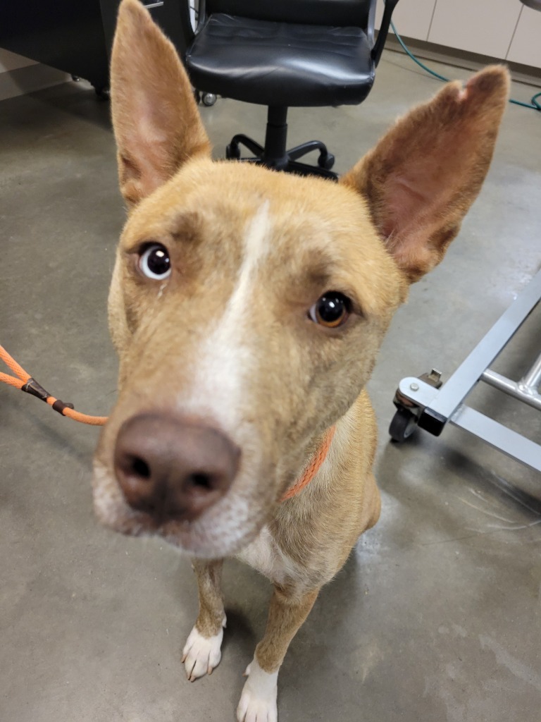 Selene, an adoptable Husky in Murphysboro, IL, 62966 | Photo Image 2