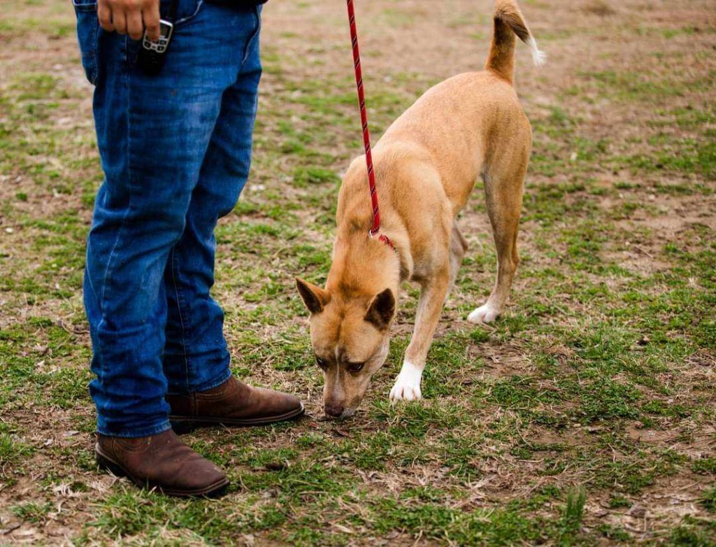 Selene, an adoptable Husky in Murphysboro, IL, 62966 | Photo Image 3