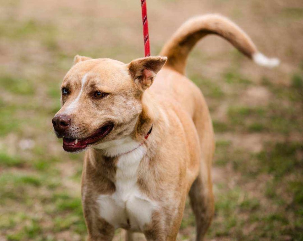 Selene, an adoptable Husky in Murphysboro, IL, 62966 | Photo Image 4