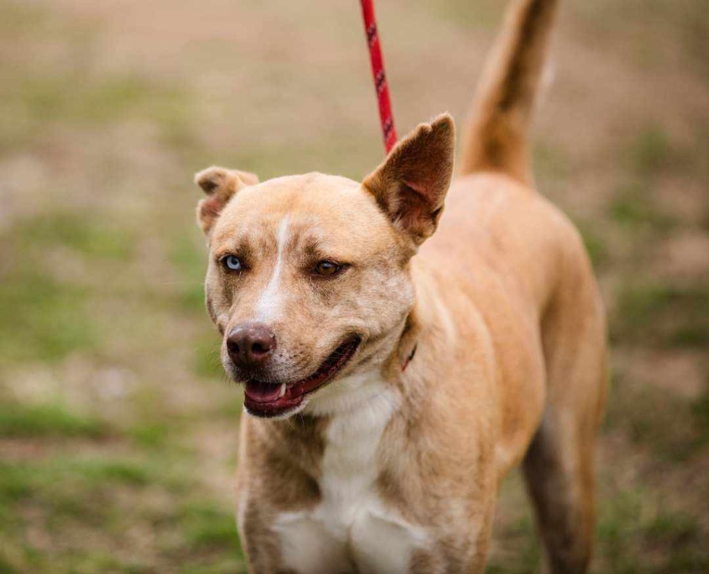 Selene, an adoptable Husky in Murphysboro, IL, 62966 | Photo Image 5