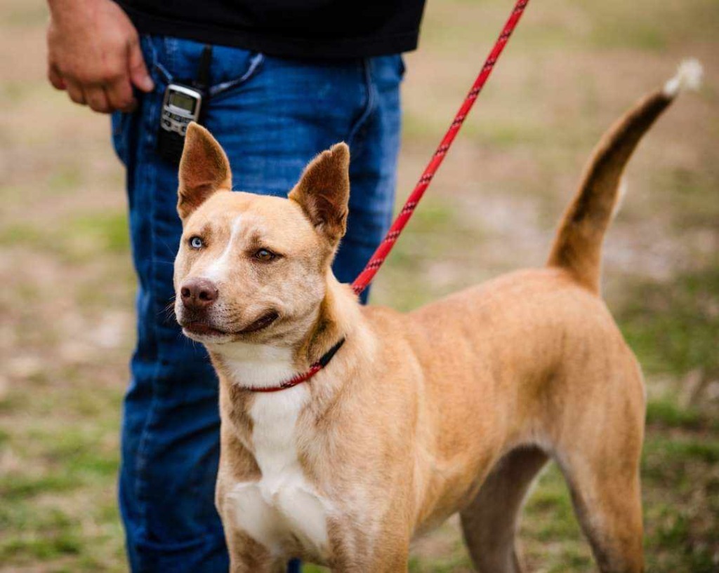 Selene, an adoptable Husky in Murphysboro, IL, 62966 | Photo Image 6