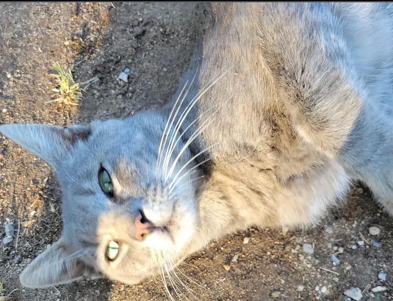 Aasha, an adoptable Tabby in Parlier, CA, 93648 | Photo Image 4