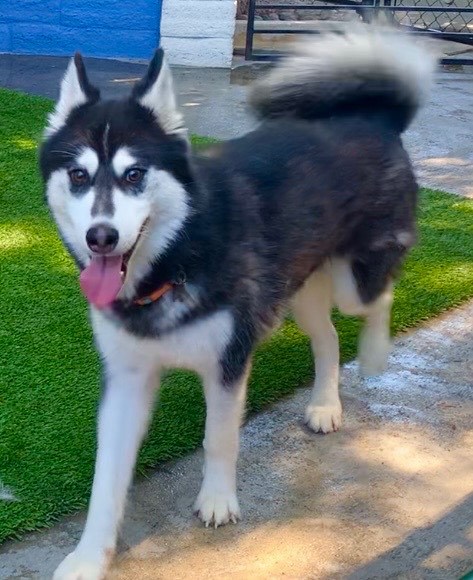 Alaskan Klee Kai