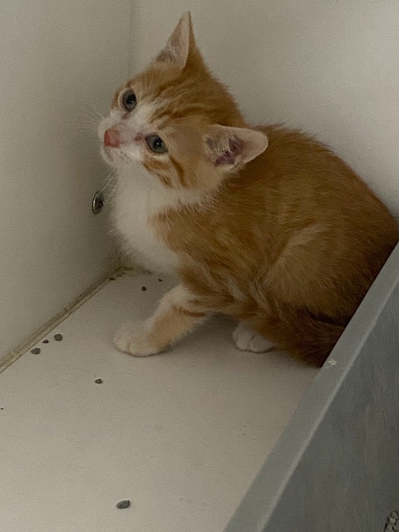 Mango, an adoptable Domestic Short Hair in Sapulpa, OK, 74066 | Photo Image 2