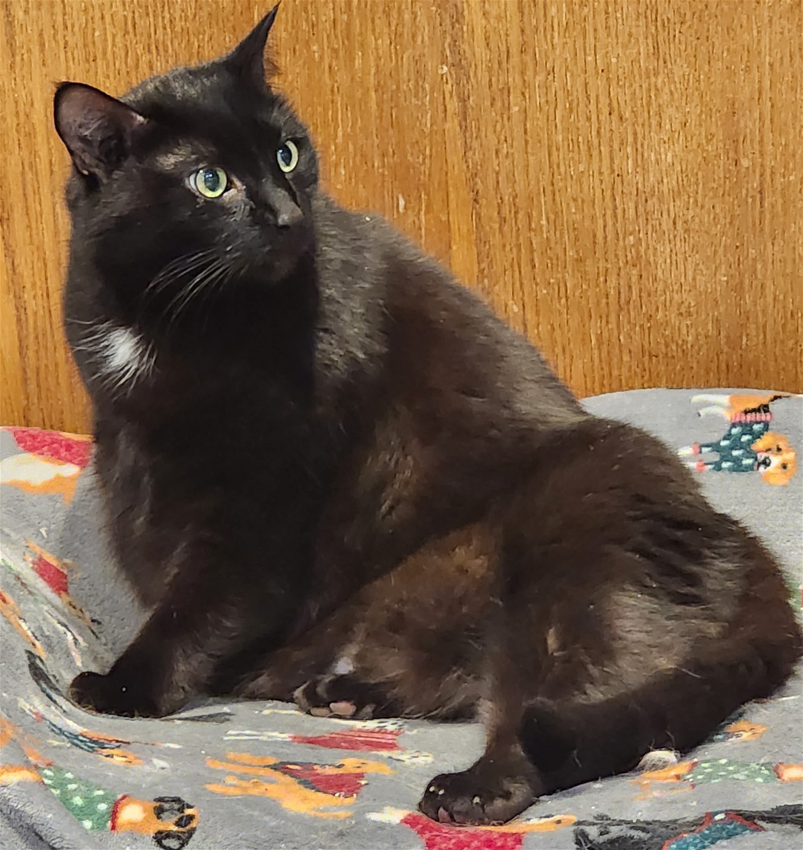 Guindon, an adoptable Domestic Short Hair in Forest Lake, MN, 55025 | Photo Image 2