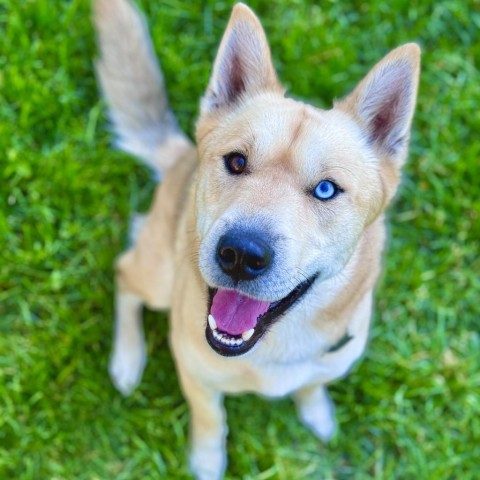 Pancho, an adoptable Husky, Pit Bull Terrier in Rochester, MN, 55903 | Photo Image 1