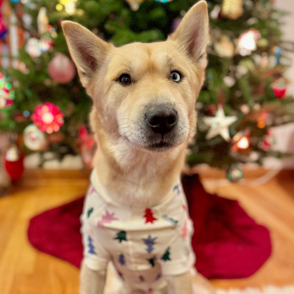 Pancho, an adoptable Husky, Pit Bull Terrier in Rochester, MN, 55903 | Photo Image 1