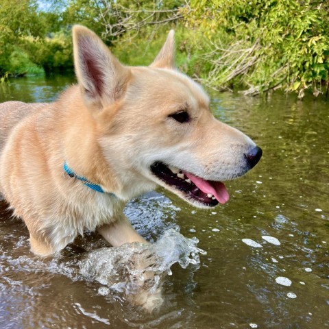 Pancho, an adoptable Husky, Pit Bull Terrier in Rochester, MN, 55903 | Photo Image 2