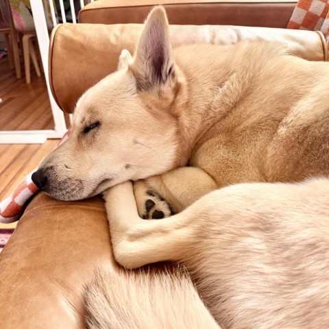 Pancho, an adoptable Husky, Pit Bull Terrier in Rochester, MN, 55903 | Photo Image 2