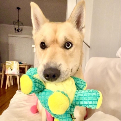 Pancho, an adoptable Husky, Pit Bull Terrier in Rochester, MN, 55903 | Photo Image 2