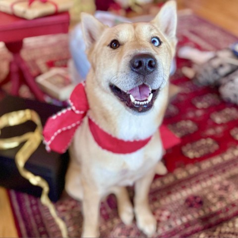 Pancho, an adoptable Husky, Pit Bull Terrier in Rochester, MN, 55903 | Photo Image 4