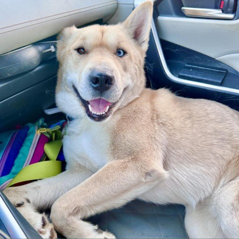 Pancho, an adoptable Husky, Pit Bull Terrier in Rochester, MN, 55903 | Photo Image 5