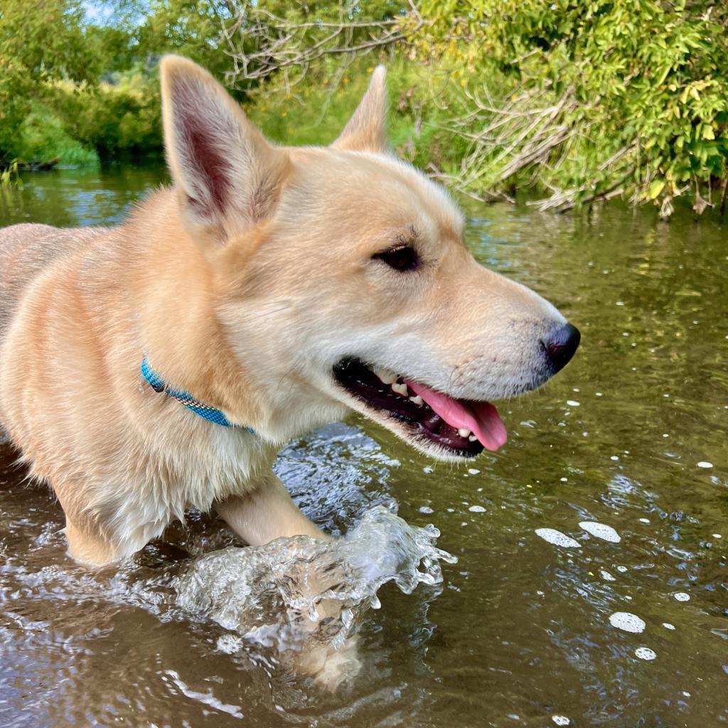 Pancho, an adoptable Husky, Pit Bull Terrier in Rochester, MN, 55903 | Photo Image 6