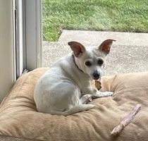 Molly, an adoptable Chihuahua & Jack Russell Terrier Mix in Holland, MI_image-1