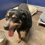 Dozer , an adoptable Rottweiler in Madras, OR, 97741 | Photo Image 2