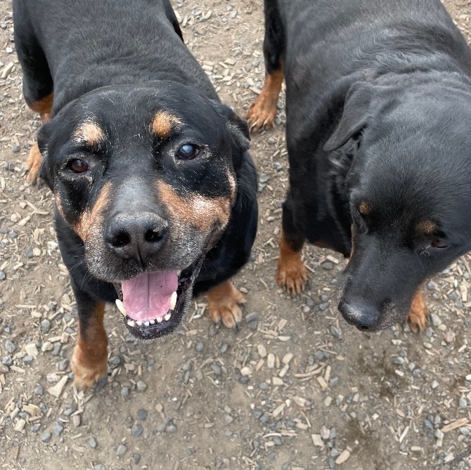 Dozer , an adoptable Rottweiler in Madras, OR, 97741 | Photo Image 1