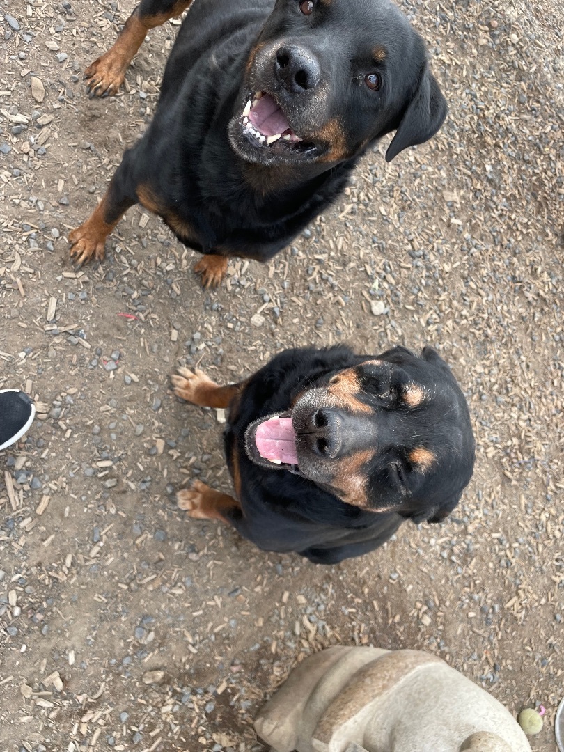 Dozer , an adoptable Rottweiler in Madras, OR, 97741 | Photo Image 3