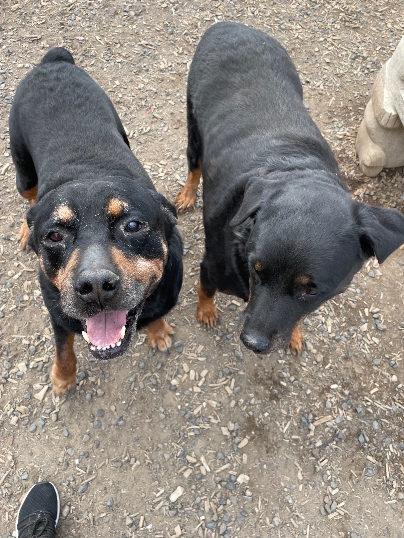 Sofie , an adoptable Rottweiler in Madras, OR, 97741 | Photo Image 3